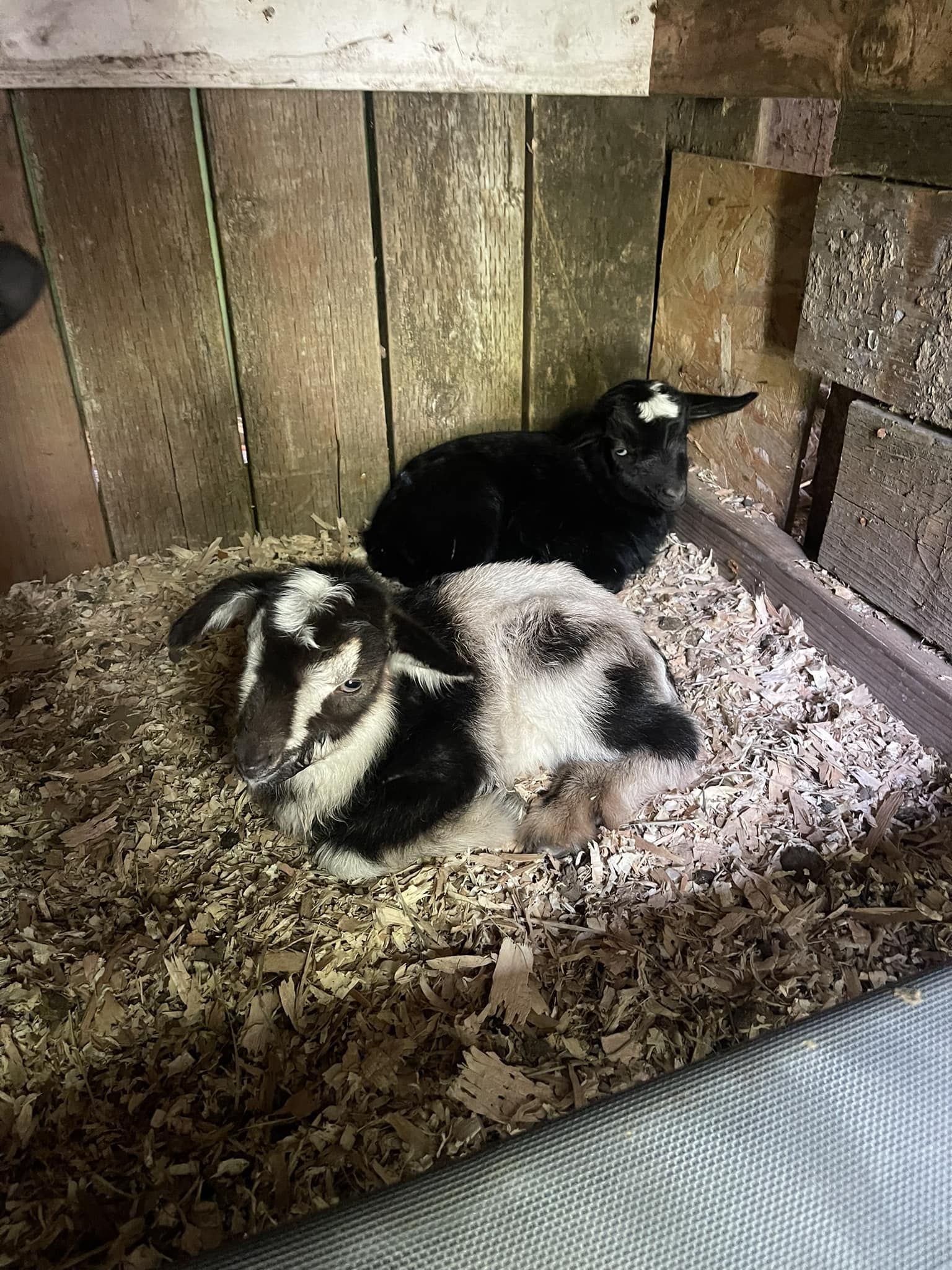 Playful baby goats around the farm