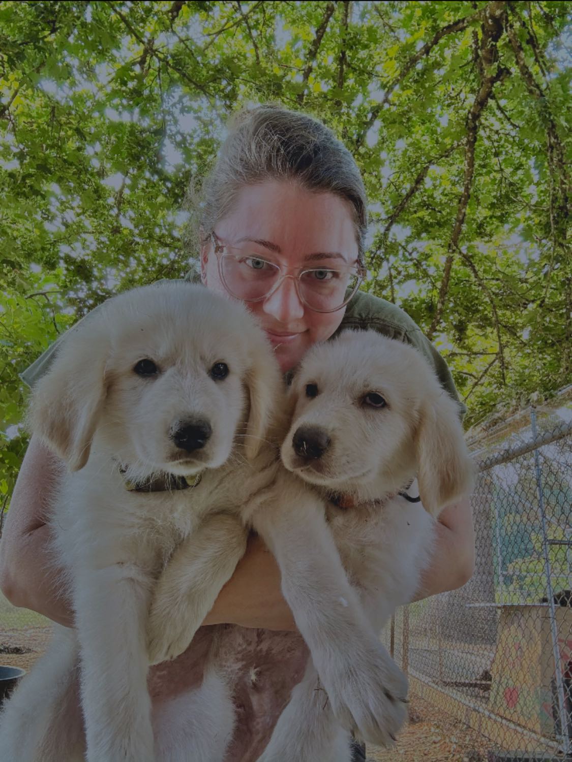 Our friendly farm dogs and friends