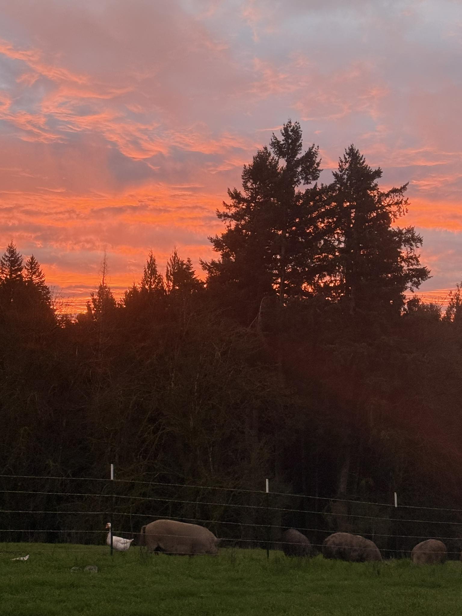 Life on the farm with pigs and geese